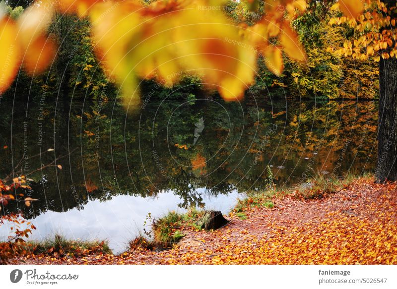 Herbst Bokeh orange Herbstlaub Laub Spiegelung See Weiher Ufer Tiefenschärfe eingerahmt herbstlich warme Farben Panorama Landschaft Park wald