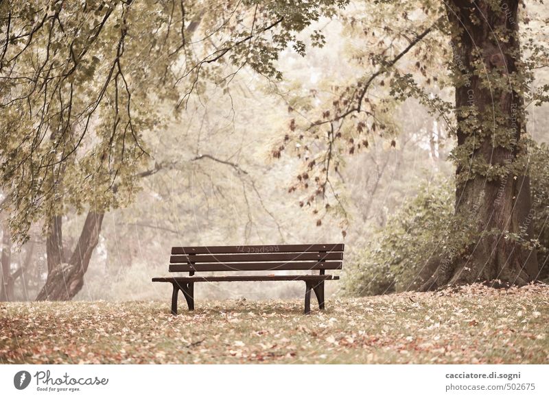 rain break Environment Autumn Tree Grass Park Park bench Exceptional Simple Friendliness Bright Soft Brown Emotions Safety (feeling of) Hospitality Calm Modest