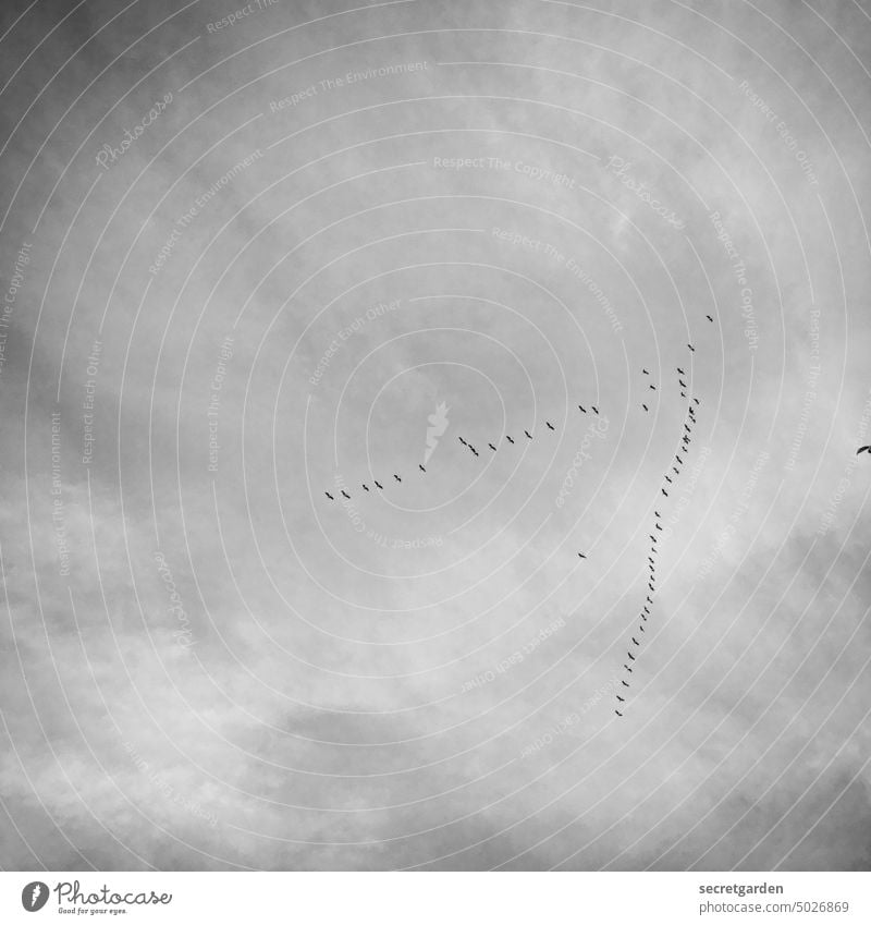 Bye-bye birds Nature Sky Minimalistic Above flight formation birdwatching Flock of birds Flight of the birds Bird Worm's-eye view bird migration V Formation