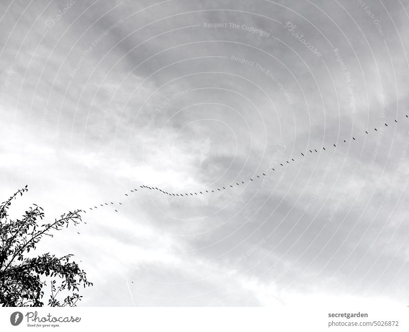 formation flight birds Migratory birds Sky Black & white photo Nature Treetop branches String Seasons Common ground in common group Family & Relations cloudy