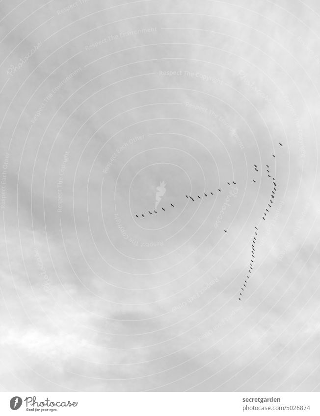 Return (with straggler) Sky birds flight Flying Black & white photo Minimalistic Formation Clouds Free Tall Freedom Bird Animal Nature Flight of the birds