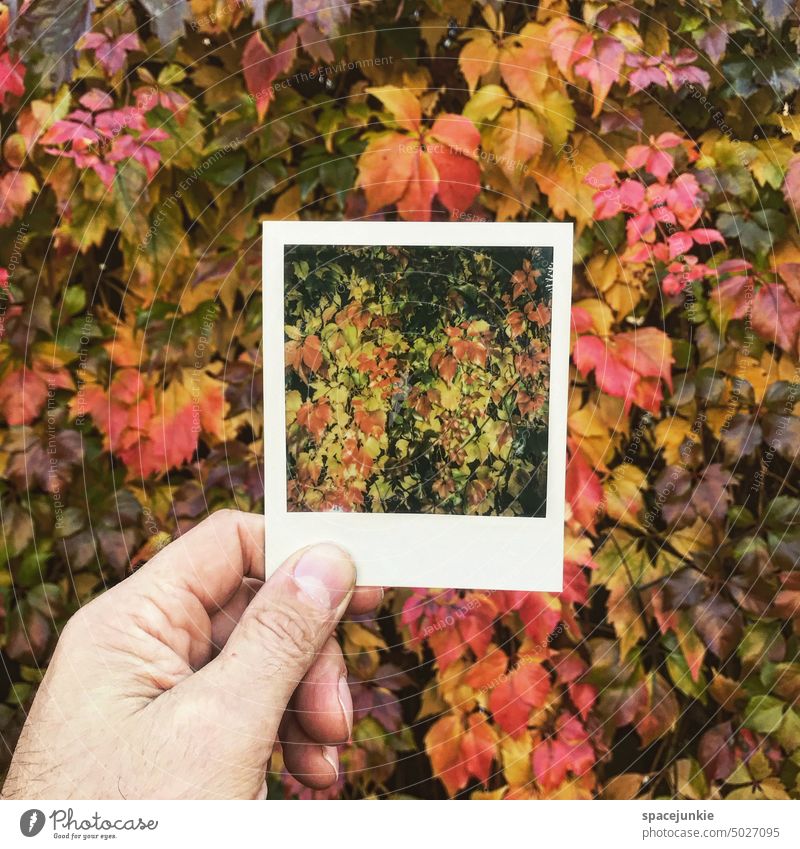 autumn Autumn photo stop foliage colors colourful Polaroid Autumnal Image