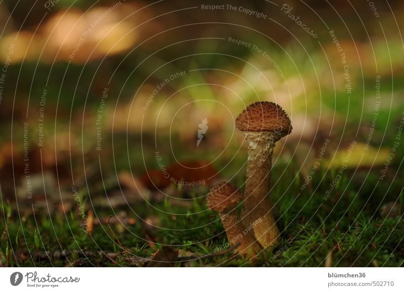 Who am I? Who am I? Nature Autumn Plant Moss Mushroom Mushroom cap Carpet of moss Forest Woodground Stand Growth Small Delicious Natural Brown Green Food