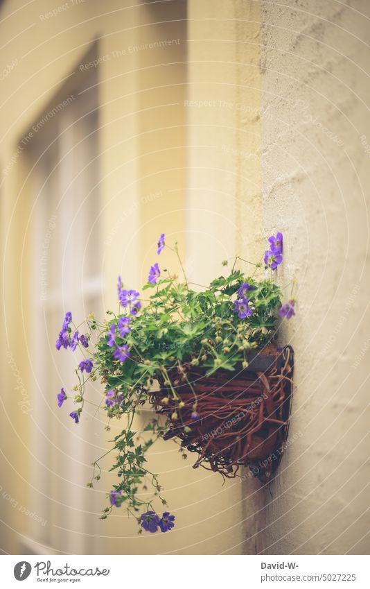 Flower box on a wall flowers Window box Wall (building) bloom warm purple Adornment Decoration house wall Plant pretty
