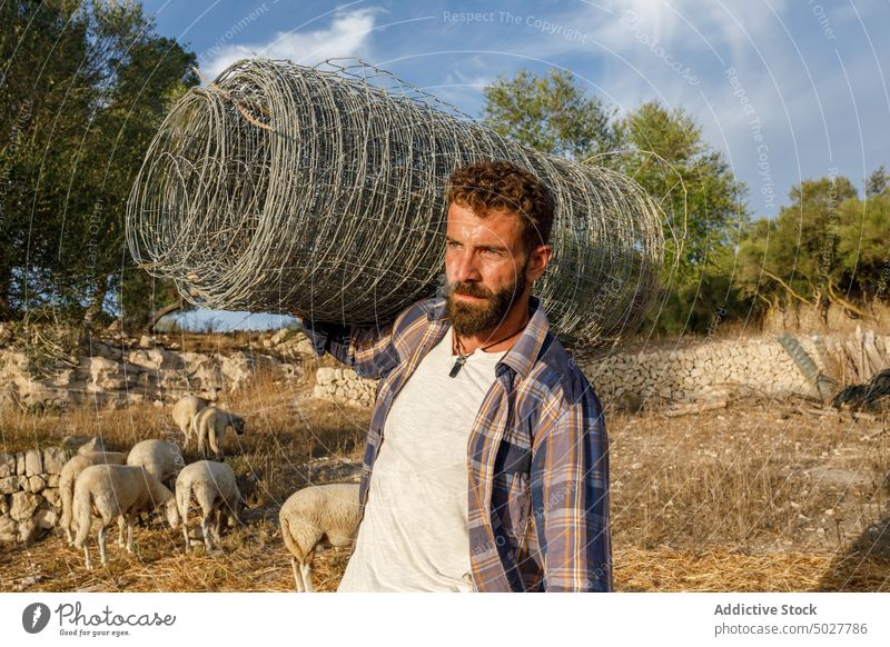 Male farmer carrying wire netting on shoulder man fence roll sheep walk work male adult autumn countryside livestock rural nature flock agriculture casual beard