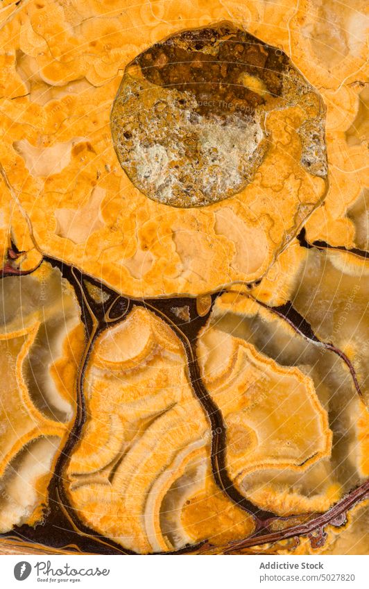 Close up of Ammonite Fossil Jurassic ammonite ancient chamber close up close-up closeup colorful detail extinct fossil fossilized macro macrophotograph