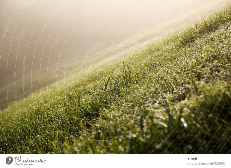 slope Environment Nature Landscape Grass Meadow Hill Natural Green Slope Colour photo Exterior shot Deserted Day Shallow depth of field