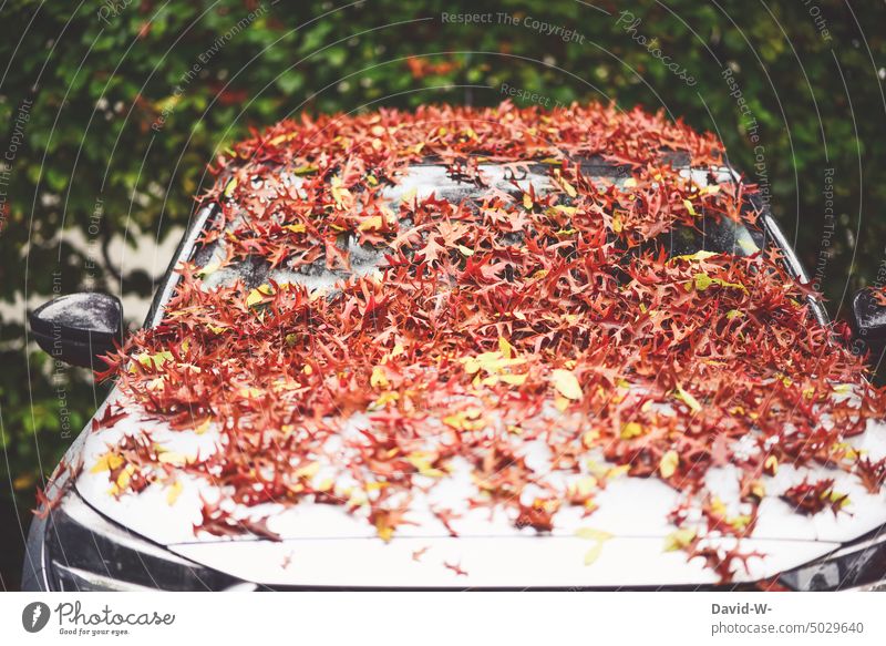a car covered with leaves in autumn foliage Autumn Autumnal autumn mood Autumnal colours Nature autumn colours Autumnal weather Autumn Season Car Funny