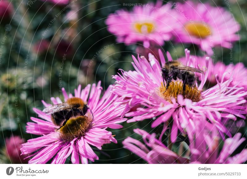 Bees on pink flowers pollination food Climate change Blossom Pink Violet Yellow Flower Nature Plant Colour photo Exterior shot Spring Animal Green Brown