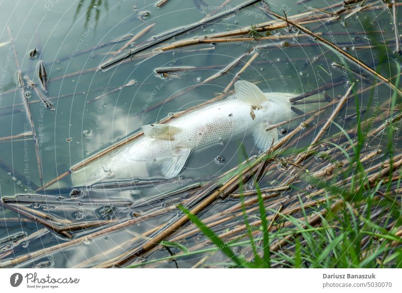 Close-up of a large dead fish in the water food nature problem poison global ecology animal lake river sea closeup environment death wildlife beach natural