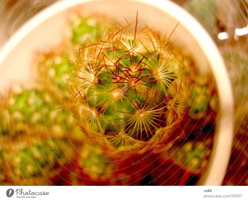 My little green cactus... Cactus Plant Green Pot Growth Red Yellow White Balcony Small ikea Thorn Nature Water Attic Bud
