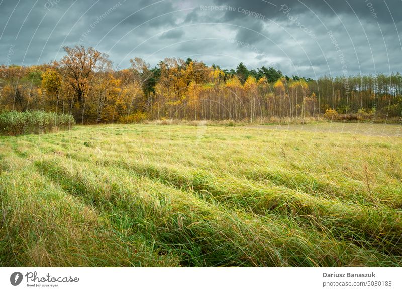 Cloudy sky over the autumn forest and meadow and tall grass cloud nature landscape season green field rural environment outdoors scenic fall countryside colours