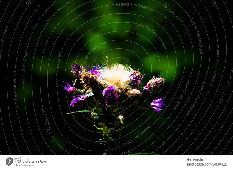 Delicate blooming illuminated flower in green background environment. flowering flower natural light naturally daylight Blossom blossom Flower petals Near