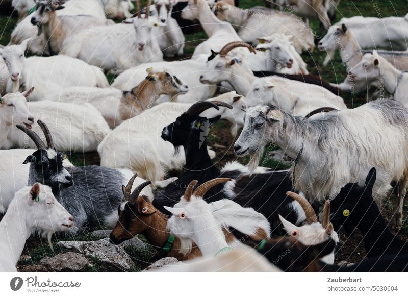 A herd of goats, black, white and brown, stands crowded Goats Herd Black White Brown rush hustled tumble proximity group Animal Group of animals Willow tree Pet