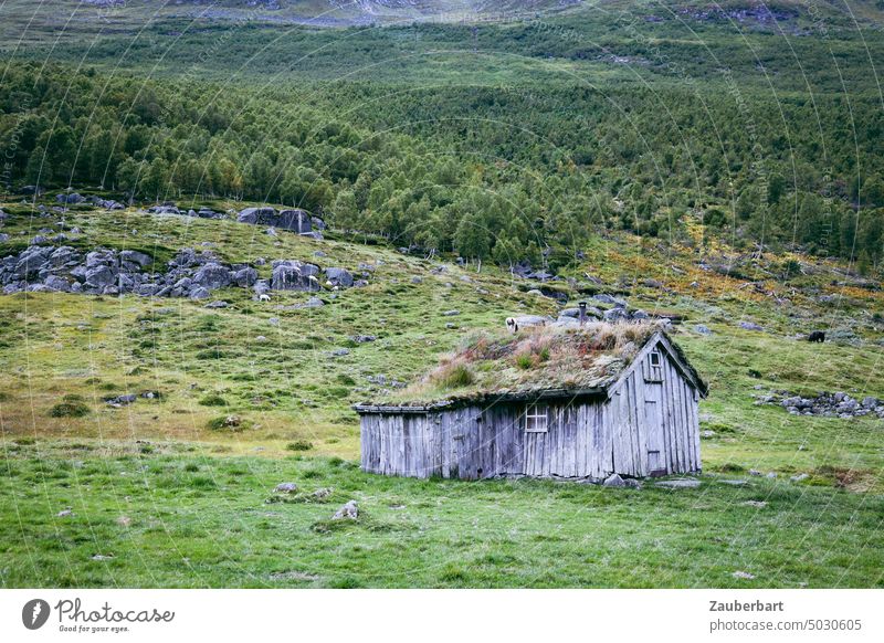 Wooden hut with grass on the roof, standing on the meadow in norwegian landscape Hut Meadow Landscape Norway Gray Green Homey Small forsake sb./sth. Lonely