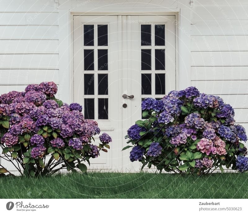 Purple hydrangeas stand in front of white wooden door and house Horstensie Butcher's flower purple Blossom blossom bush Wooden door Transom door house wall