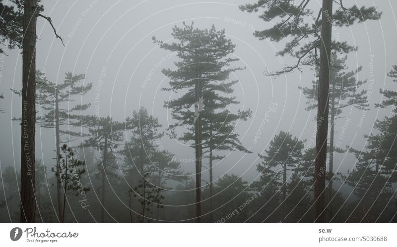 Lights forest in the fog Fog Spruce forest Mountain Autumn somber Twilight Gray