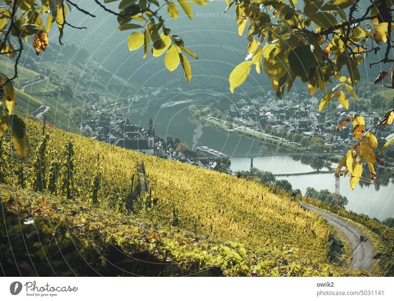 Black Cat City Zell Moselle Mosel (wine-growing area) Moselle valley vineyards Wine growing Idyll Landscape Nature Rhineland-Palatinate Vacation & Travel