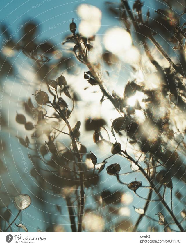 Small part Bushes Stalk Wild plant Glittering sparkle blink Delicate Growth naturally Idyll Multicoloured Near Sunlight blurriness Beautiful weather Back-light