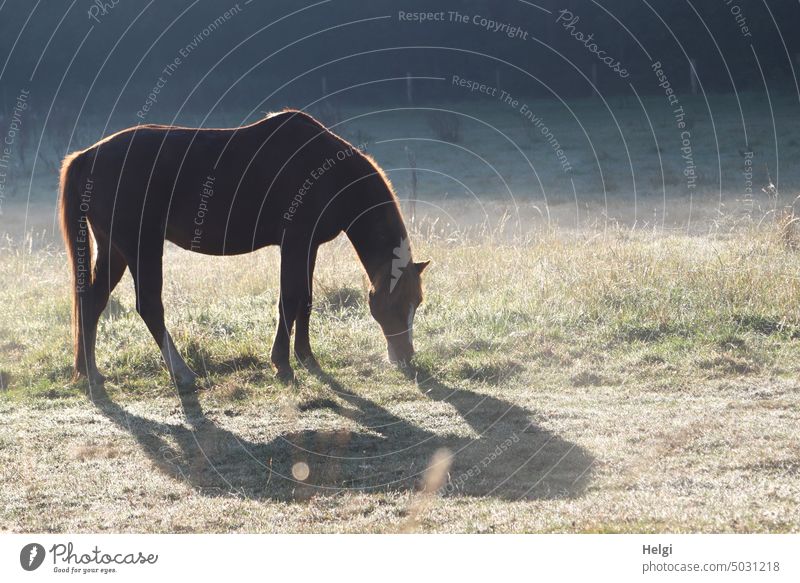 a grazing horse in morning mist and back light on a pasture Horse Animal Meadow Willow tree Fog Morning Morning fog in the morning sunshine Sunlight Light