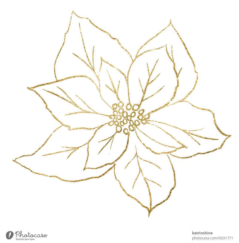 Christmas golden outline Poinsettia flower, Winter holiday party design element Decoration Drawing Element Hand drawn Holiday Isolated Nature Ornament Paint