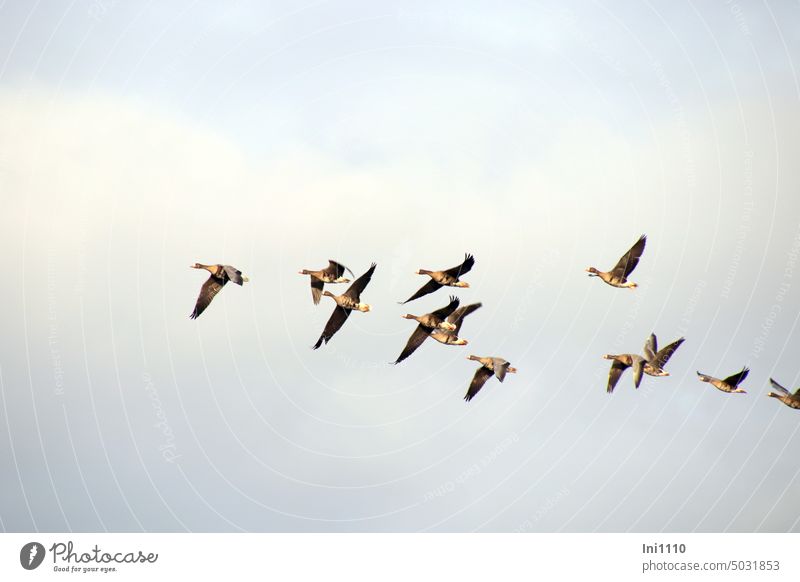 White-fronted geese in flight animals Group of animals group birds field goose Wild goose Sky