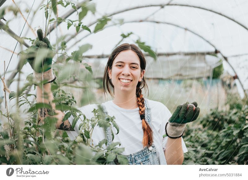 Happy young worker woman collecting vegetables at work in a greenhouse collect.New job concept person female professional gardening gardener close up eco farmer