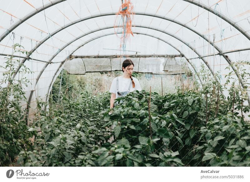 Woman standing in the middle of a greenhouse during collect. Vegetables new job work concept farmer harvest working harvesting person gardener vegetable