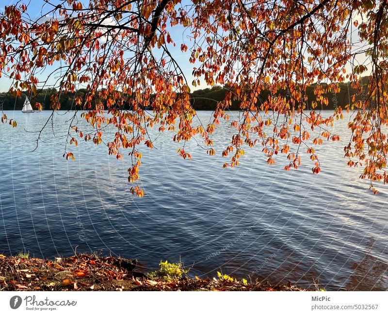 Autumn at the lake Deciduous tree Orange autumn mood Autumnal golden october Lake Sailboat point of view Point of view To go for a walk Autumnal colours Seasons