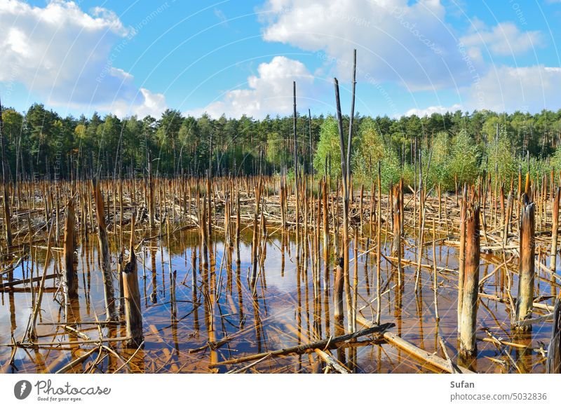 Sunken mining area with drowned forest Forest and water sunken area sunken forest Mining site Lignite mining Trough with water Trees dead pines shallow water