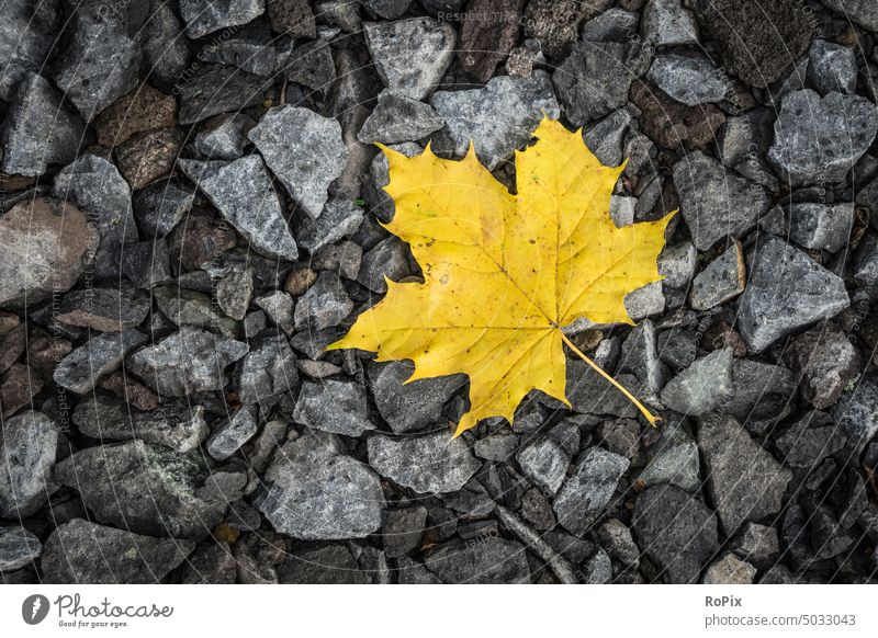 Yellow maple leaf on a gravel path. Autumn leaves Leaf foliage Nature Tree Maple tree golden foilage season Season autumn seasonal Forest forest Park structure