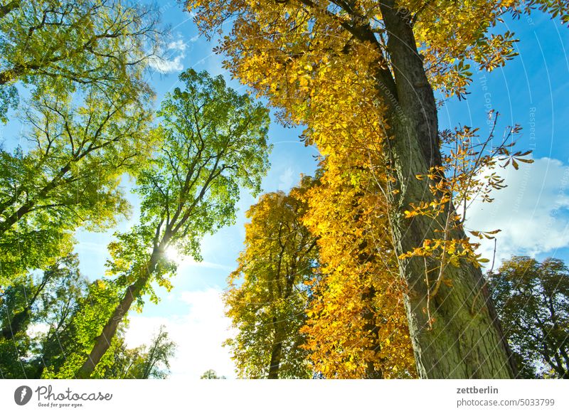 Deciduous trees in autumn Branch Tree Relaxation holidays Garden Autumn Autumn leaves Sky Foliage colouring Deserted neighbourhood Nature Plant tranquillity