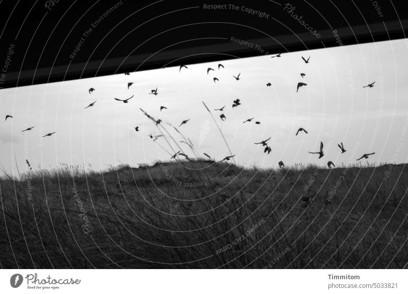 Some starlings between dune and porch Stare Bird Flock of birds Flying Sky duene Marram grass Veranda Roof Denmark Black & white photo Deserted