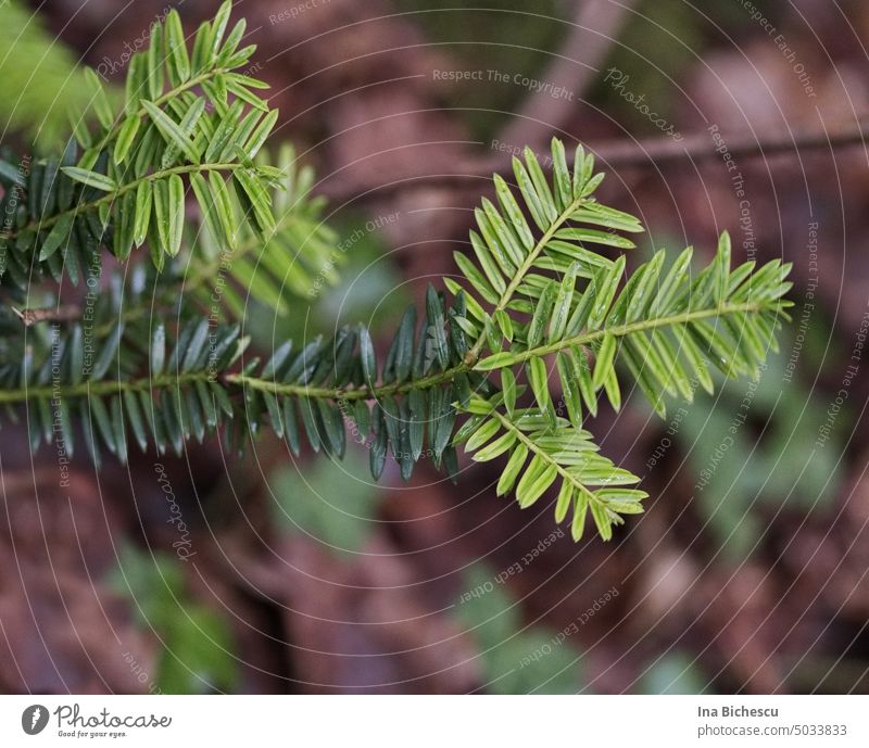 Young light green branches of fir trees to older dark green branches, on blurred dark red background. Fir tree Twig youthful Old Green Branch Nature Plant Leaf