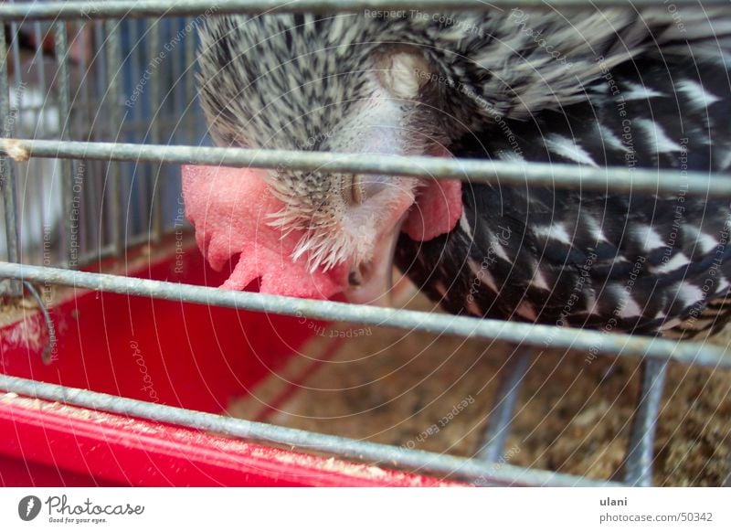 sleeping chicken Sleep Barn fowl Cage Bird Pet Captured Egg Fatigue apaitia Futile