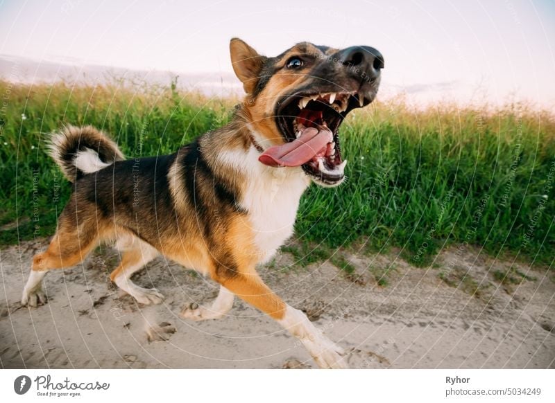 Barking Angry Aggressive Mixed Breed Dog Running In Road animal nature aggressive fear field canine attack scary summer grass tooth meadow angry mixed