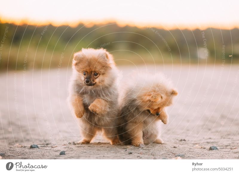 Two Young Happy White Puppies Pomeranian Spitz Dog Play Together Outdoor In Sandy Countryside Road cute one dog play pet playful pedigree red park domestic