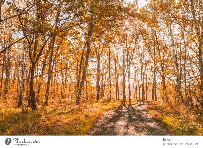 Path Road Way Pathway In Autumn Sunny Forest Trees age autumn beautiful beauty bright europe foliage forest landscape lane light nature nobody orange outdoor