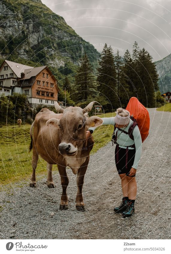 Petting a cow at the Alpsteinsee | Appenzellerland hüttntour Switzerland Hiking Mountain Vacation & Travel Landscape Environment reflection Nature Water