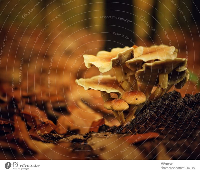 mushrooms on the forest floor Autumn foliage Forest Woodground mushroom pick Nature Mushroom Exterior shot Environment naturally Moss Brown Close-up Edible