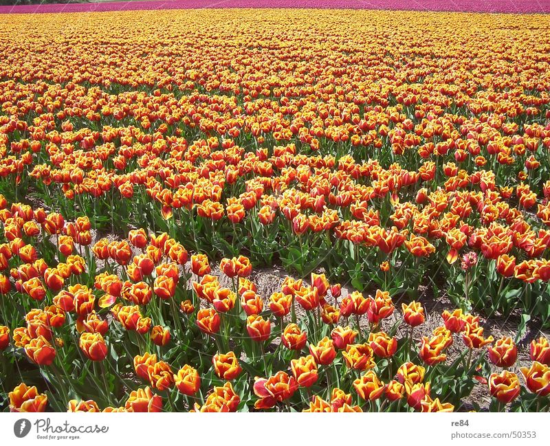tulip rows holland 1 Netherlands Tulip Multicoloured Red Yellow Field Green Environment Maturing time Growth Flourish Pattern Colour Orange Agriculture bloom