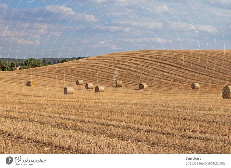 Mowed cornfield with hay bales Cornfield Hay bale Agriculture Field Harvest Grain Agricultural crop Nutrition Exterior shot Landscape Environment Hill