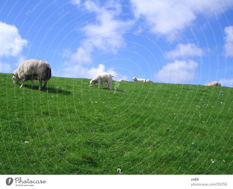 Lazing around in sheep as a group constraint Netherlands Mud flats Dike Green Meadow Clouds Grass Wool Animal Calm Boredom White Relaxation Impression Sheep Sky