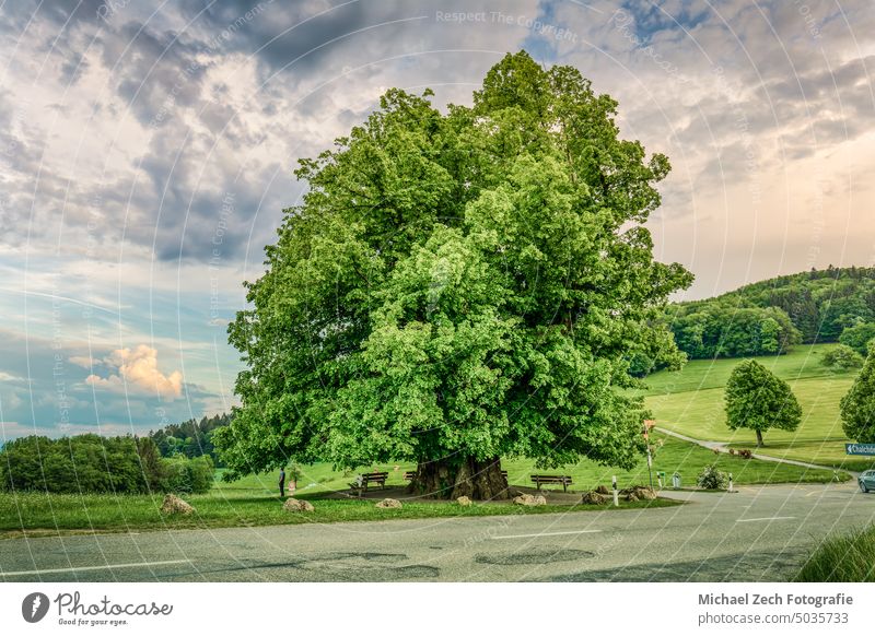 Amazing old linden tree under spectacular sky in linn nature landscape natural switzerland beautiful green outdoor aargau summer beauty plant scenery