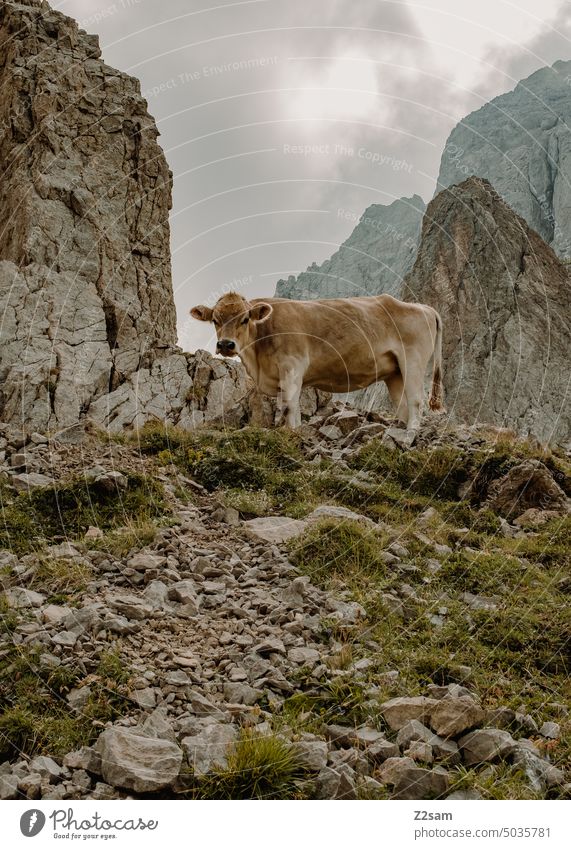Cow in Appenzellerland Alpstein hüttntour Switzerland Hiking Mountain Vacation & Travel Landscape Environment reflection Nature tranquillity hikers