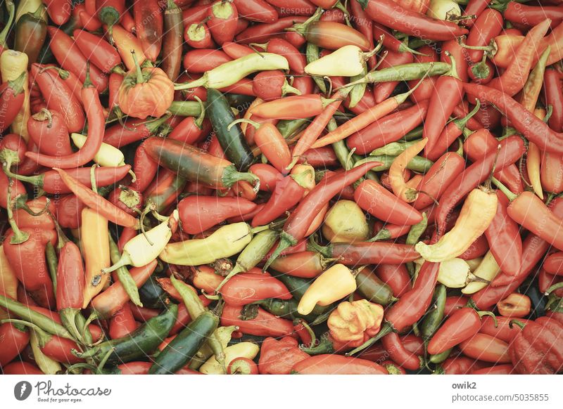 Hot stuff Chili Red Colour photo Tangy Long shot Herbs and spices Husk Pepper Mexico Spicy Nutrition Vegetable Collection Many tart Multicoloured disparate Food