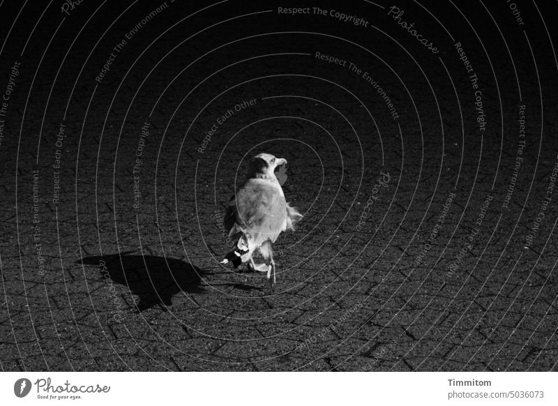 A seagull and its shadow on the way into the darkness Seagull Bird Animal Shadow Walking Paving stone Places Denmark Fear run