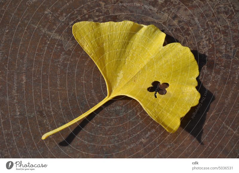 Autumn double happiness | golden yellow ginkgo leaf with punch from four-leaf clover Ginko Gold Golden yellow Yellow Leaf Plant Nature Environment Autumn leaves