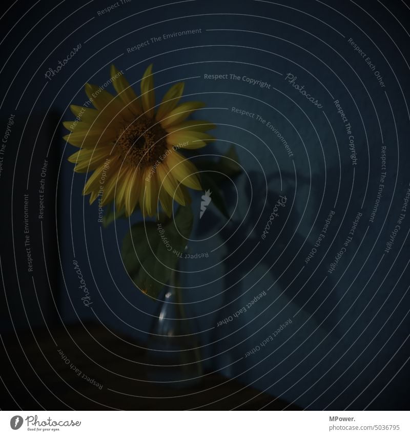 sunflower in the dark Sunflower Vase Vase with flowers Yellow Blue Blossom Bouquet Decoration Flower Interior shot Nature Blossoming Plant Colour photo Deserted