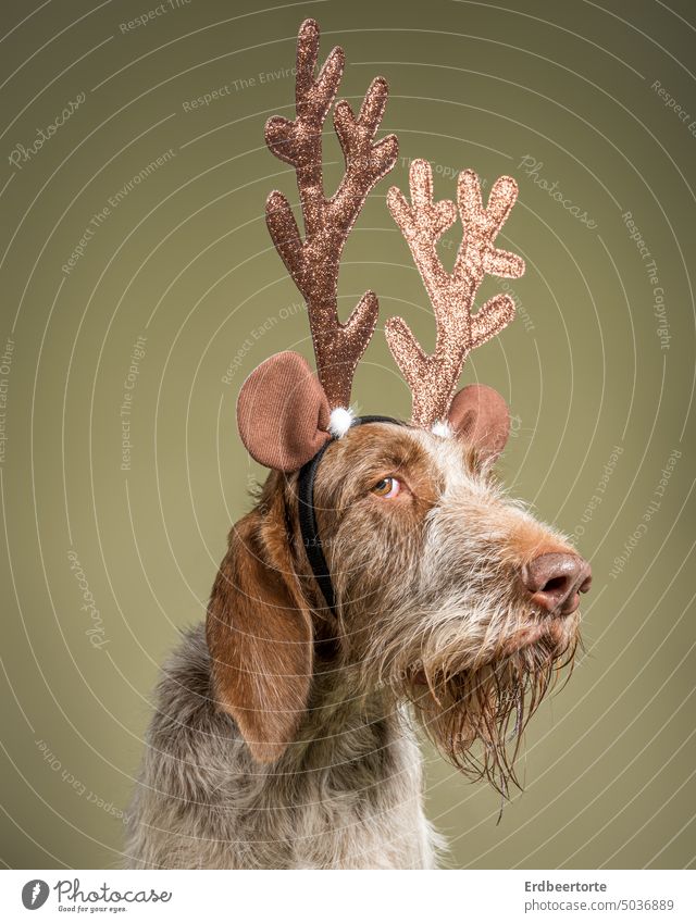 Dog with antlers at Christmas time Hound Animal Animal portrait Pet Funny funny face funny dog cladding Christmas & Advent Christmas decoration Puppydog eyes